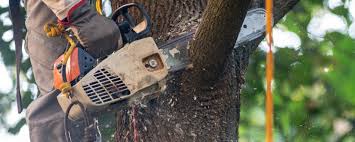 Reliable Riverview, MI Tree Services Solutions