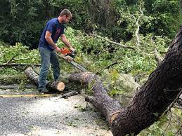 How Our Tree Care Process Works  in  Riverview, MI